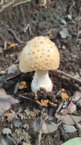 投稿についてもっと詳しく 地元八王子での活動を深化させよう