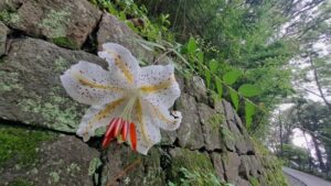 投稿についてもっと詳しく 高尾山ひとり遠足